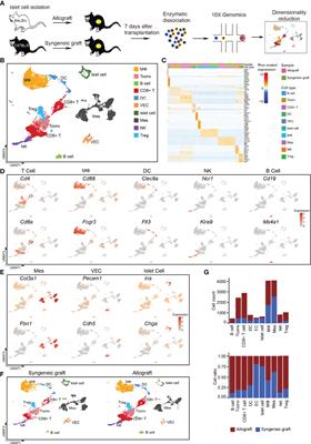 Single-Cell Landscape of Mouse Islet Allograft and Syngeneic Graft